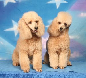 apricot miniature poodles
