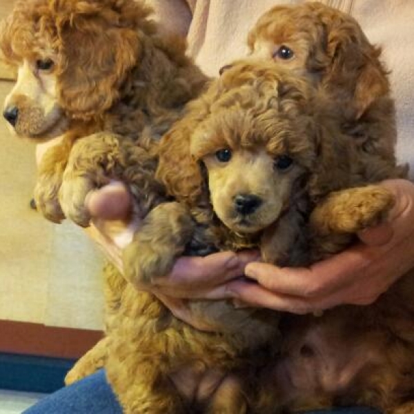 best miniature poodle breeders