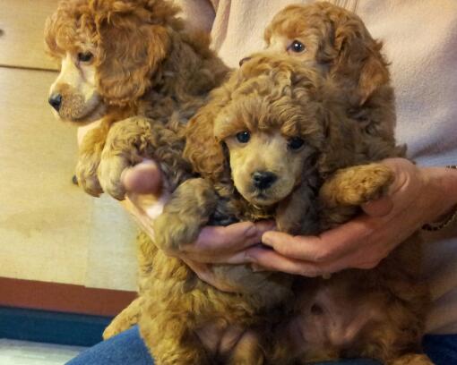 Miniature poodle breeders cheap