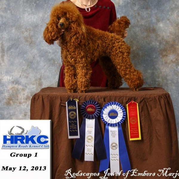 Nc Miniature Poodle Breeders Akc