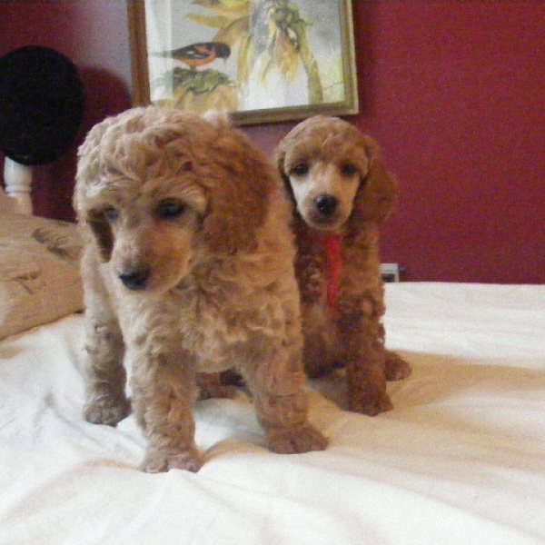 Nc Miniature Poodle Breeders Akc