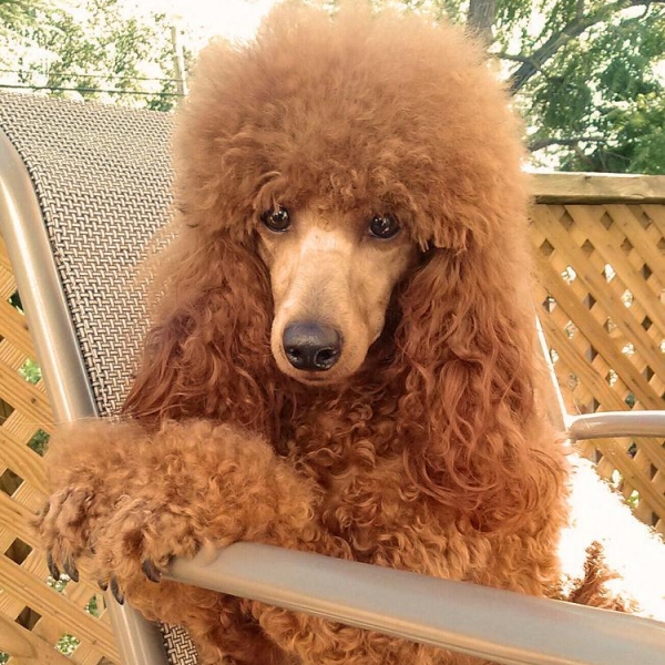 miniature poodle breeder near me