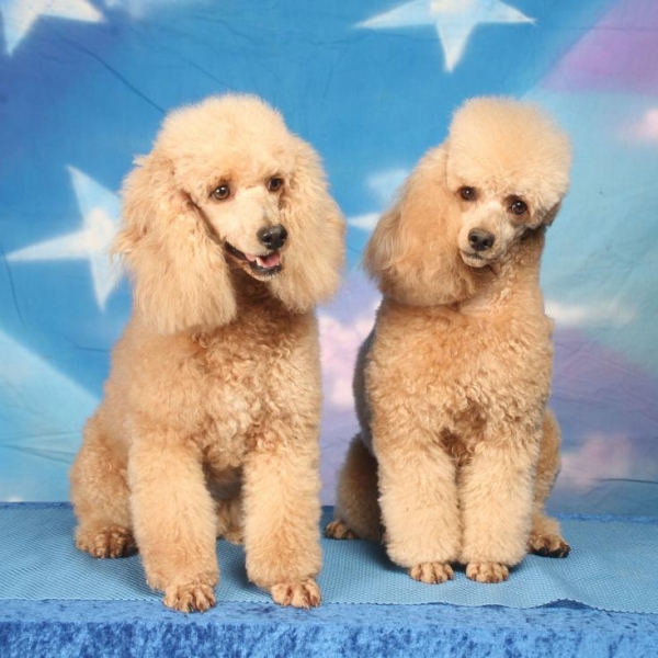 Nc Miniature Poodle Breeders Akc