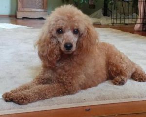 Redscape poodles shop