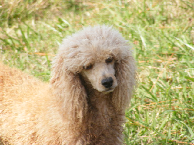 White-Beige Poodle on Grass