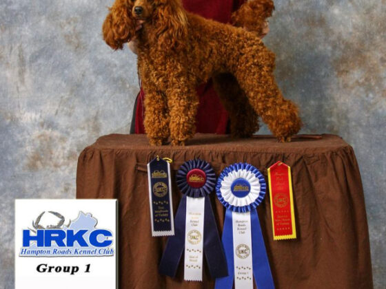 Marjos Show Poodles