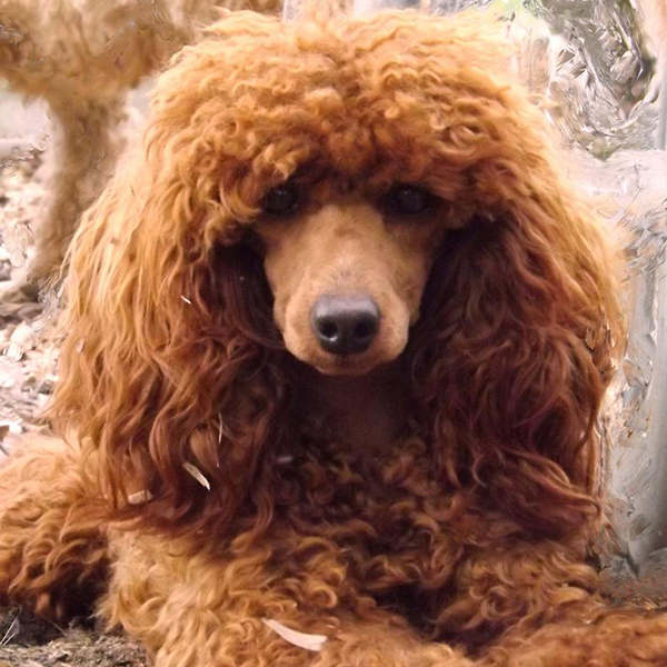 Brown Puppy Poodle on bed