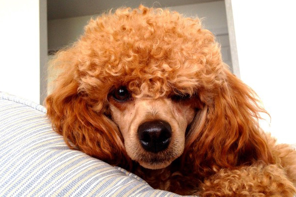 Brown Poodle on Couch