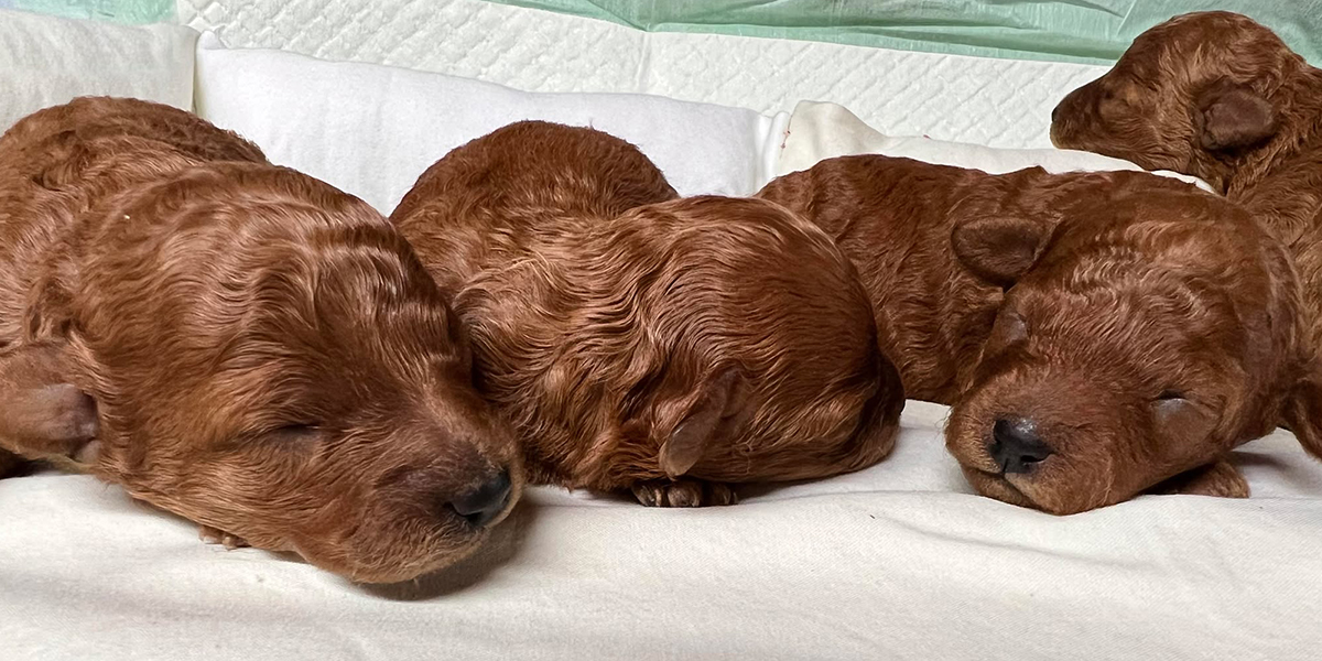 Brown Poodles Litter