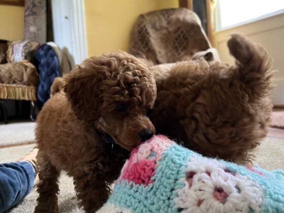 Marjo Miniature Poodles