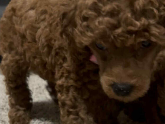 Female miniature poodle puppy.