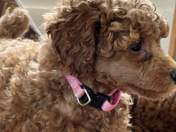 Marjo Poodles Miniature Poodles