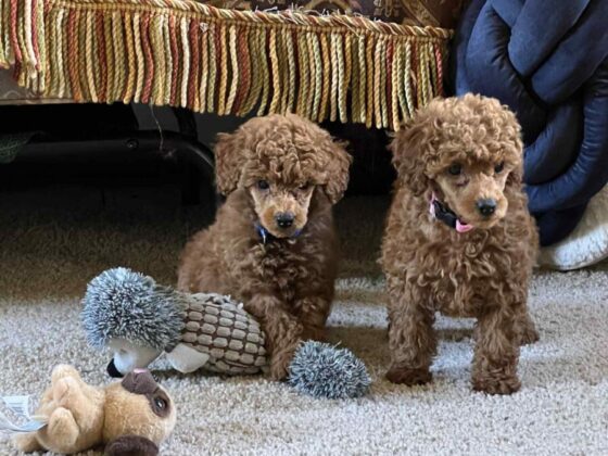Mini Poodle