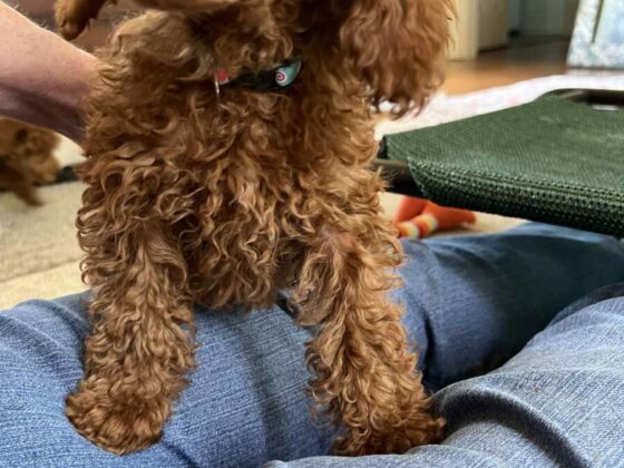 Mini Poodle Puppy Teddy