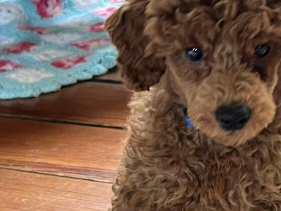 Mini Poodle puppy Charlie