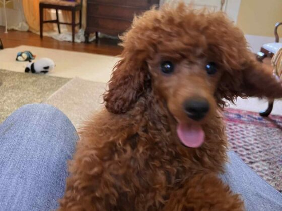 Marjos Poodles Red Poodle