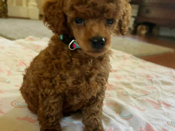 Marjos Teddy