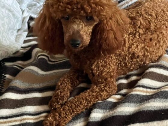 Marjos Poodles red coats