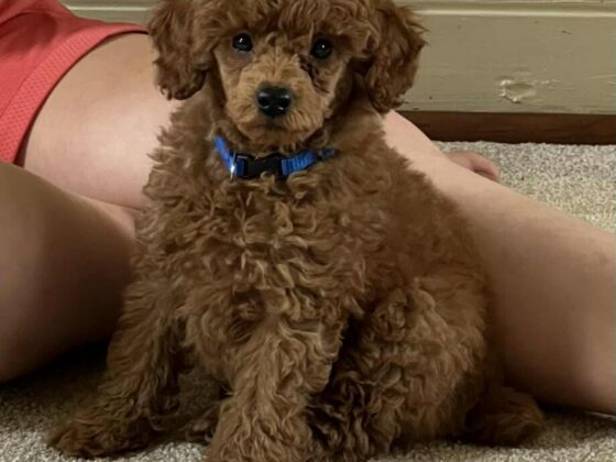 Marjos Charlie Miniature Poodle Puppy