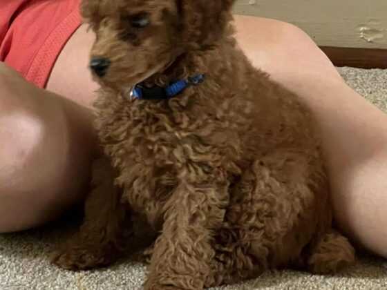 Miniature Poodle Puppy seven weeks old.