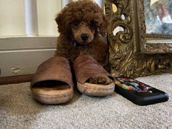 Miniature Poodle Puppy from Marjo Poodles.