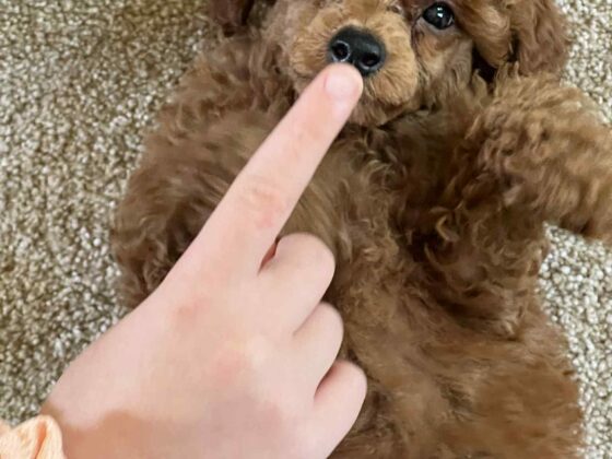Miniature Male Poodle Puppy