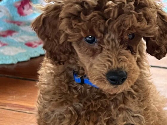 Mini Poodle Puppy Charlie
