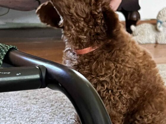 Cooper getting pets on his head.
