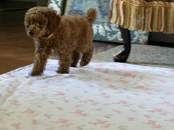 Red Poodle from Marjo Poodles