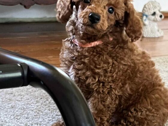 Marjos Poodles Cooper