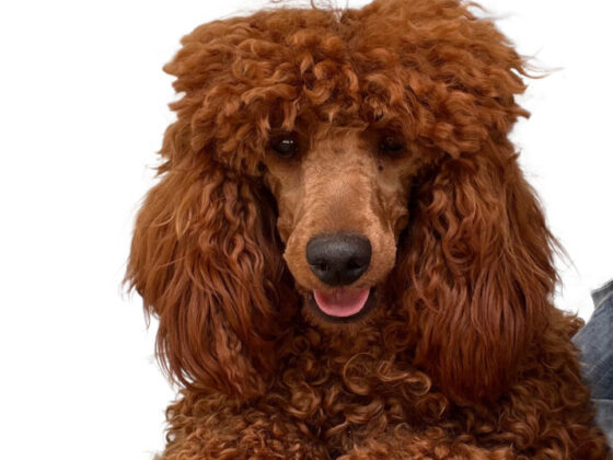 Red Miniature Poodle Adult