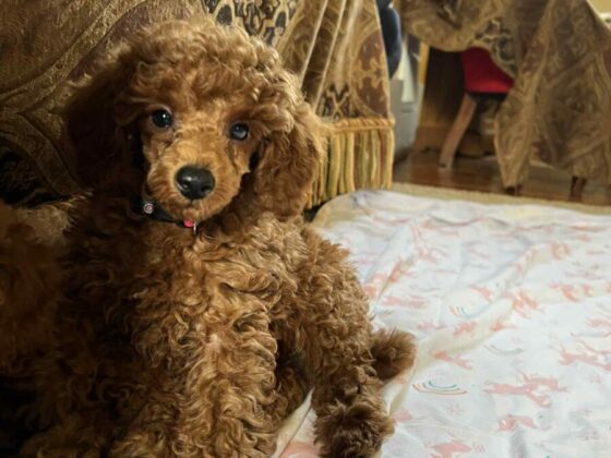 Marjos Red Miniature Poodles
