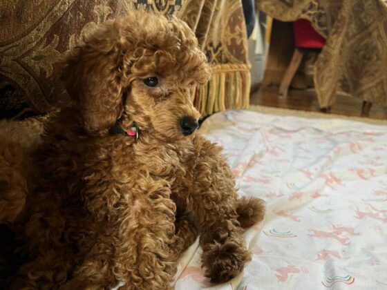 Marjos Poodles