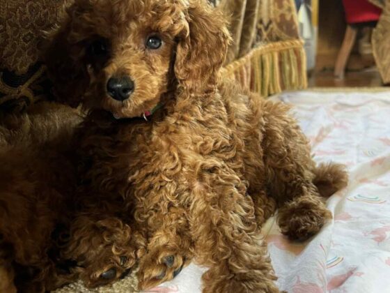 Marjos Poodles