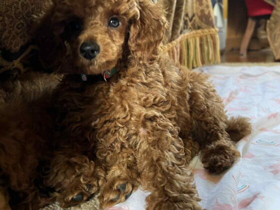 Marjos Teddy