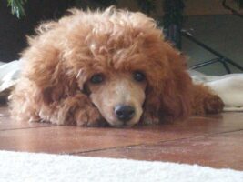 mini poodle
