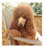 Red Miniature Poodle Sire at Marjo Poodles