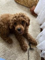 Seven week old red Miniature Poodle puppy