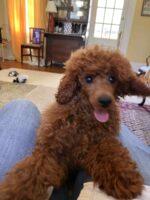 Seven months old red Miniature poodle