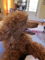 Red Poodle right side of face