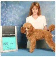 Showing a miniature poodle.