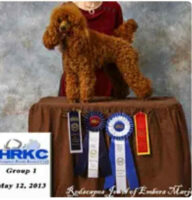 Showing with the United Kennel Club.